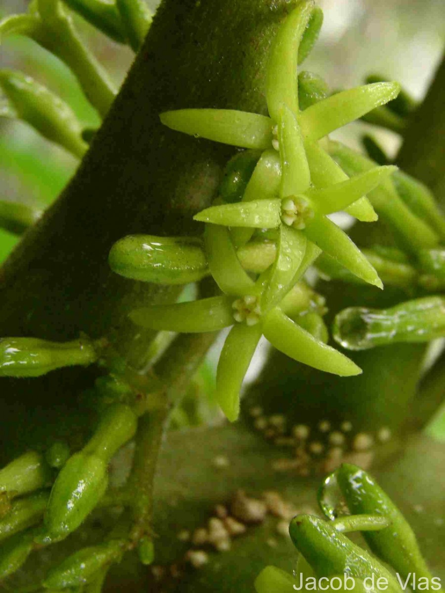 Vasconcellea pubescens A.DC.
